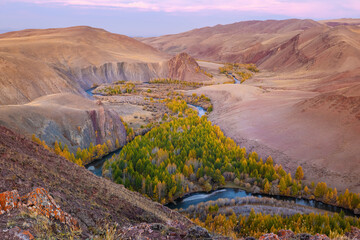 Mountain river in the valley with a view of yellow larches, mountains and autumn at dawn. Altai, Russia.