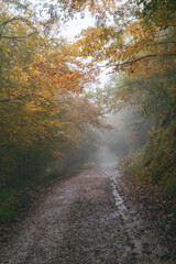 Road in the forest on a rainy, foggy autumnal day, Asturias, Spain.