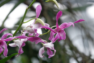 defocused closeup image of the beautiful phalaenopsis orchid flower in the garden with isolated natural blur bokeh background, out of focus