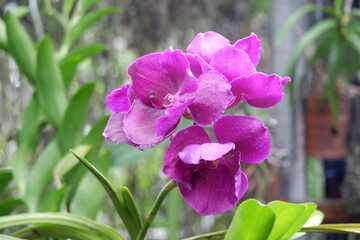 defocused closeup image of the beautiful phalaenopsis orchid flower in the garden with isolated natural blur bokeh background, out of focus