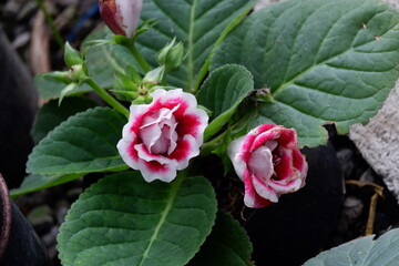 close up image of broadleaf red and white garden flowers, out of focus 