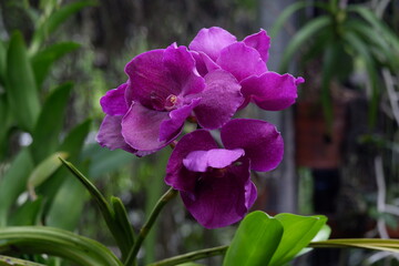 defocused closeup image of the beautiful phalaenopsis orchid flower in the garden with isolated natural blur bokeh background, out of focus
