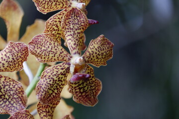defocused closeup image of the beautiful phalaenopsis orchid flower in the garden with isolated natural blur bokeh background, out of focus