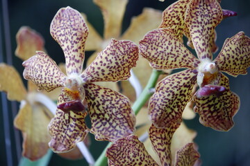defocused closeup image of the beautiful phalaenopsis orchid flower in the garden with isolated natural blur bokeh background, out of focus