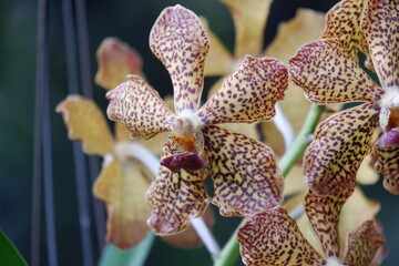 defocused closeup image of the beautiful phalaenopsis orchid flower in the garden with isolated natural blur bokeh background, out of focus