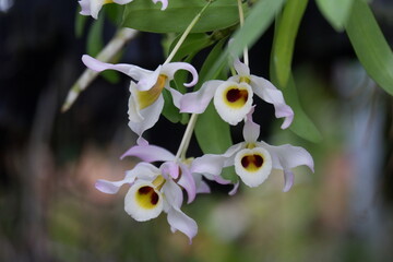 defocused closeup image of the beautiful phalaenopsis orchid flower in the garden with isolated natural blur bokeh background, out of focus