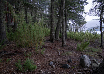 Patagonia vegetation. The forest in the Andes mountains. View of the green Chusquea culeou canes, also known as Colihue, and Nothofagus dombeyi trees, also known as Cohiue, growing in the woods.