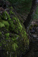 Green moss growing on the rocks. The fresh water stream flowing across the shady forest. 