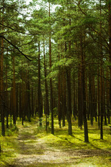 Poranne słońce oświetlające ścieżkę w lesie