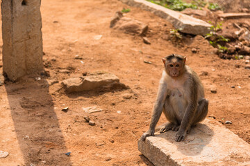 インド　ハンピにいる野生の猿