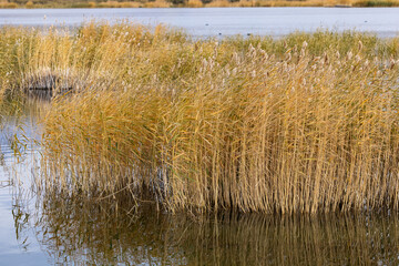A dry yellow reed on a lake in a mountain valley with ducks and mountains in the background.
