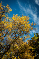 Fototapeta premium Trees in the Air