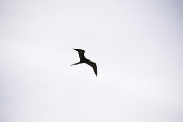 Vuelo