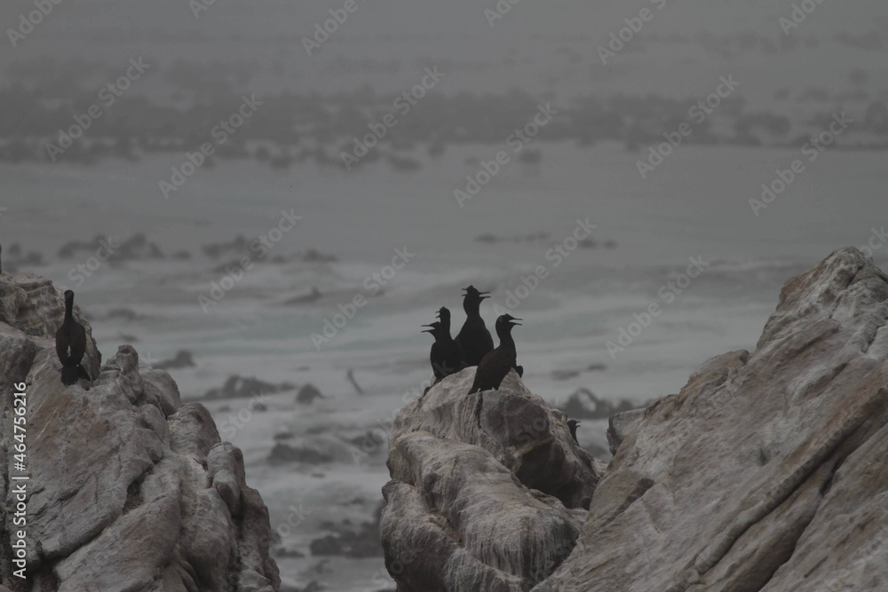 Poster Flock of cormorants on a rocky coast