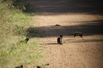 Pack of mongoose in the wild