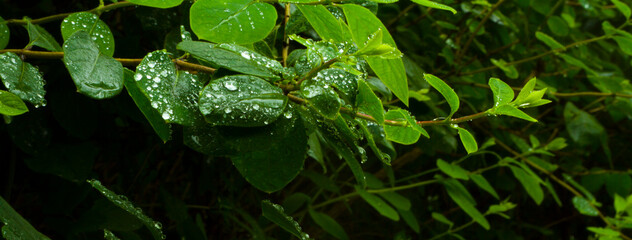 Krople deszczu na listkach zielonego krzewu w parku - obrazy, fototapety, plakaty