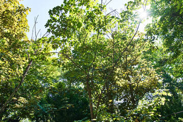 Beautiful tree outdoor image