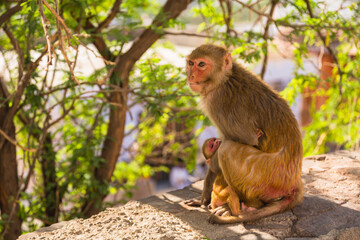 インド　ジャイプルにあるガルタ寺院と太陽寺院に向かう道中にいる野生の猿