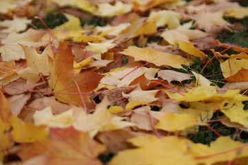 Fall Photos 10/23/2021 Washington State