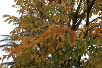 Fall Photos 10/23/2021 Washington State