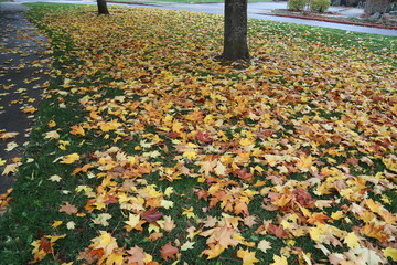 Fall Photos 10/23/2021 Washington State
