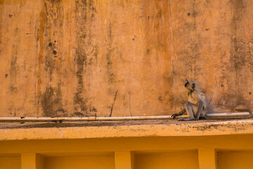 インド　ジャイプルにあるラージャスターンの丘陵城塞群のアンベール城の中庭にいる野生の猿