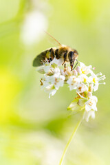 bee on buckwheat blossom  collecting pollen and nectar 