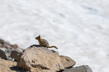 golden mantled squirrel in its natural habitat in Mt. Rainier national Park in Washington state. 