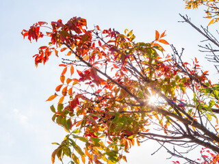 Sunny view of a tree with fall color in community