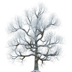 Winter tree in the snow isolated on white background 3d illustration