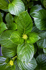 green leaves background