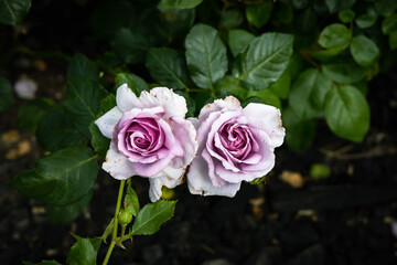 pink and white roses