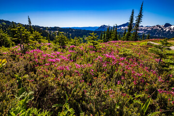 colorful wild flowers on the meadows of the sub alpine landscape in Mt. Rainier National park with snow capped Mt. Rainier on the background and blue sky.