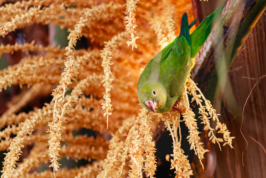 Periquito-de-encontro-amarelo ou periquito-estrela. Brotogeris chiriri ). Um periquito de cor verde e amarela em uma &aacute;rvore com o corpo inclinado para baixo olhando para a c&acirc;mera. 