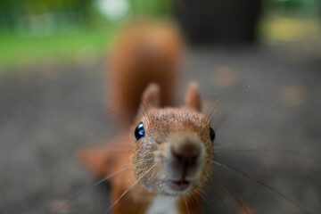 Portrait of an adorable squirrel in a park in the daylight with a blurry background © Karol Cieślawski/Wirestock