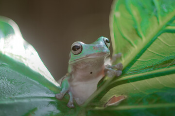 tree frog, dumpy frog, green tree frog on leaves and flowers
