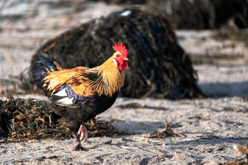 black and yellow rooster on the beach