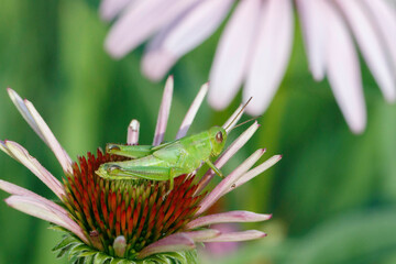 Grasshopper on Purple Coneflower
