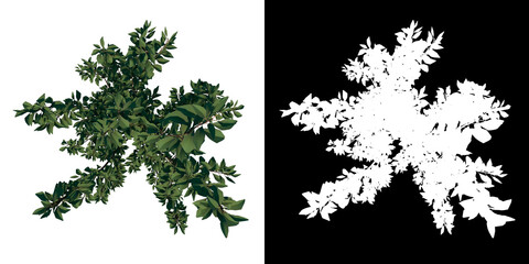 Top view of Tree ( Prunus cerasifera 1) Plant png with alpha channel to cutout made with 3D render	