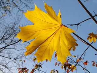 Yellow autumn maple leaf on blue sky background
