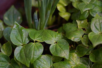 Growth of green plant
