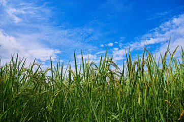rice paddy and blue sky
