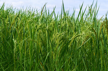 Close-up the rice in bloom