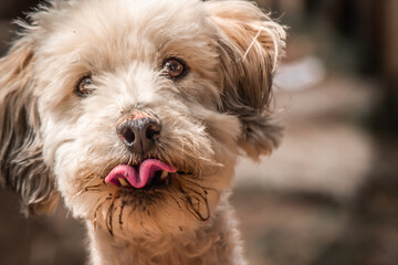 PERRO FRENCH POODLE BLANCO