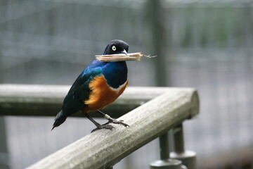 Animals in Singapore