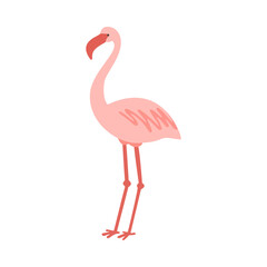 Standing cute pale pink flamingo vector illustration