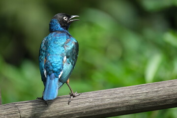 Animals in Singapore