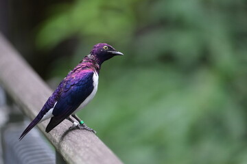 Animals in Singapore