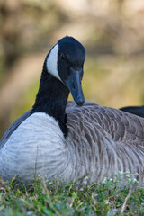 White Rock Lake, Dallas, Texas.