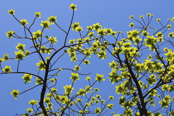 Obraz premium leaves and blue sky